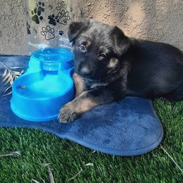 German Shepherd Puppies from Flussufer German Shepherds
