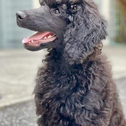 Poodles from Sheila Knutson
