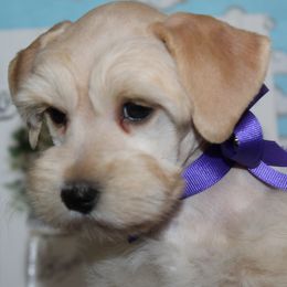 Sunny - Wheaten male Miniature Schnauzer puppy in Gary, Texas from Beards Little Schnauzers