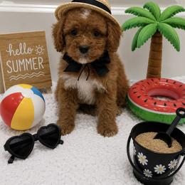 Black bow - Red male Cavapoo puppy in Waskom, Texas from Pearls & Curls doodles & poodles