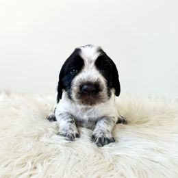 Rainey - Black and white female English Springer Spaniel puppy in Elk River, Minnesota from Currahee Fields Springers