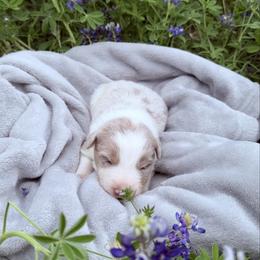Quartz - Lilac merle male Border Collie puppy in Keller, Texas from Bordercollieblues