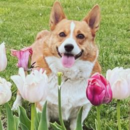 Moose - Pembroke Welsh Corgi
