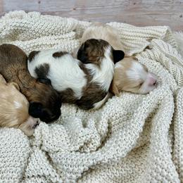 Bernedoodle, Cavalier King Charles Spaniel, Cavapoo, Cockapoo, and Poodle Puppies from Cavapoo Acres