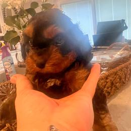 Rosalie - Dk Blue - Black and tan female Cavapoo puppy in Fairmont, West Virginia from Robin Nelson