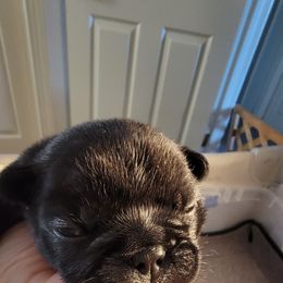 French Bulldog Puppies from Bay River French Bulldogs