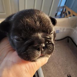 French Bulldog Puppies from Bay River French Bulldogs