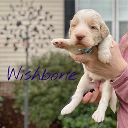 Wishbone - Parti male Goldendoodle puppy in Mocksville, North Carolina from Little Bear Doodles