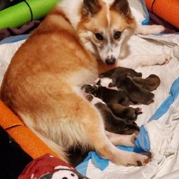Icelandic Sheepdog Puppies from Hrafnkel Icelandics