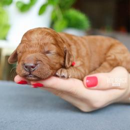 Meadow - Red  female Goldendoodle puppy in Salado, Texas from Red Ranch Dogs