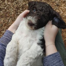 Creme Brulee - Parti male Poodle puppy in Clayton, Washington from Short Legs & Curly Wags LLC