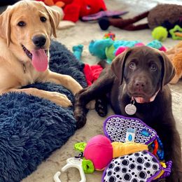 Labrador Retriever Puppies from Green Acres Labradors