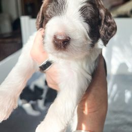 Atlas - Brown and white male Saint Berdoodle puppy in San Antonio, Texas from Pasatiempo Ranch