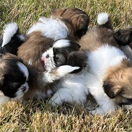 Shih Tzus from Brenda Wethington