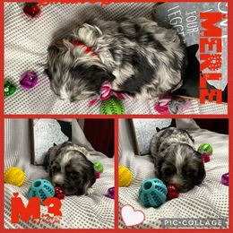 Cocker Spaniel and Miniature Schnauzer Puppies from Smith’s Schnauzer Den