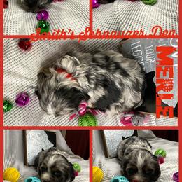Cocker Spaniel and Miniature Schnauzer Puppies from Smith’s Schnauzer Den