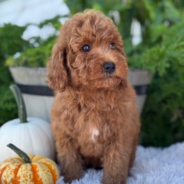 Lola - Red  female Goldendoodle puppy in Oxford, Pennsylvania from FriendlyPals