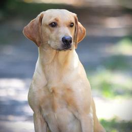 Demi - Golden Retriever