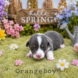 Draco - Blue male Pembroke Welsh Corgi puppy in Charleroi, Pennsylvania from Twilight Hollow Corgis