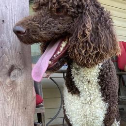 Poodle All Grown Up from Di’s Parti Poodles