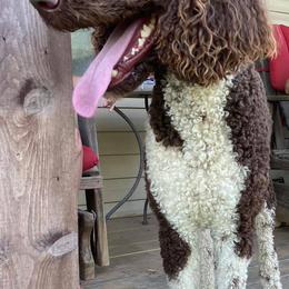 Poodle All Grown Up from Di’s Parti Poodles