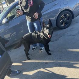 Santo stalk - Black male German Shepherd puppy in Lake Charlse, Louisiana from Dettaalpha Kennels