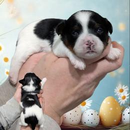 Symphony - Black and white male Shihpoo puppy in Coshocton, Ohio from Forever Family Puppies