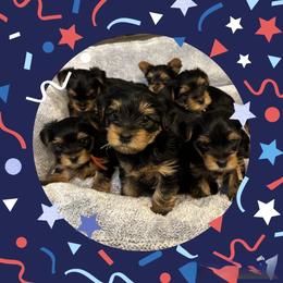 Yorkshire Terriers from Kathleen Longovich