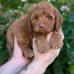 Rusty - Red male Cavapoo puppy in Coshocton, Ohio from Forever Family Puppies
