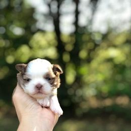 Shih Tzus and Yorkshire Terriers from Maria’s Family Shih-tzus