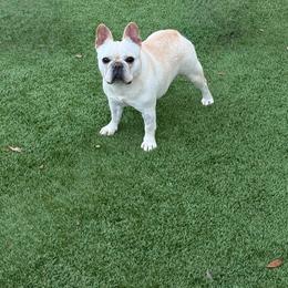 Poppy - French Bulldog