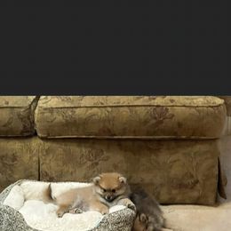 Pomeranian Puppies from Mikayla's Pomeranians
