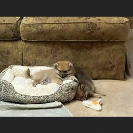 Pomeranian Puppies from Mikayla's Pomeranians