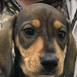 Dachshunds from Yuletide Dachshunds