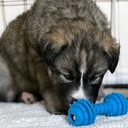 Kavi Na - male Native American Indian Dog puppy in Granby, Colorado from Turtle Island NAIDs