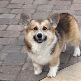 Wall-E - Pembroke Welsh Corgi