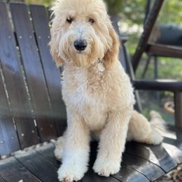 Cali - Goldendoodle