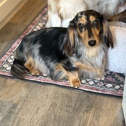 Ivy - Dachshund