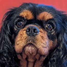 Dolly - Cavalier King Charles Spaniel