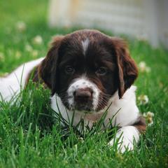 Drentsche Patrijshond and Spinone Italiano Puppies from Two Gun Kennels