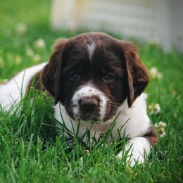Drentsche Patrijshond and Spinone Italiano Puppies from Two Gun Kennels