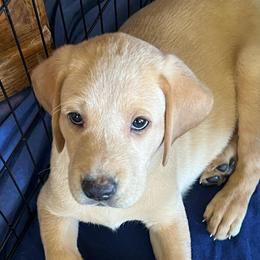 Brown - Yellow male Labrador Retriever puppy in Dennis, Mississippi from Outlaw Ridge Kennels