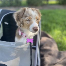 Australian Shepherd and Miniature Australian Shepherd Puppies from Integrity Aussies Tx