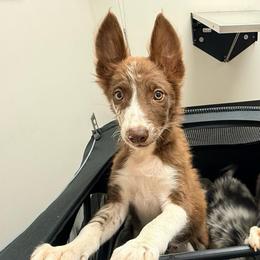 Utah - Red merle male Border Collie puppy in Cedartown, Georgia from Ferguson Border Collies