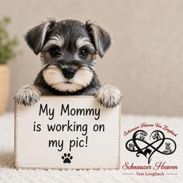 Cami AKC - Liver female Miniature Schnauzer puppy in Pelzer, South Carolina from Schnauzer Heaven Von Longbach