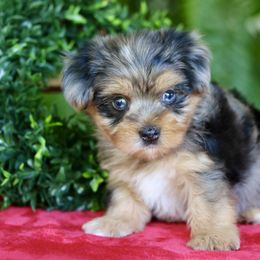 Companion Cross, Maltese, Morkie, and Yorkipoo Puppies from MC Kennels