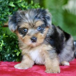 Companion Cross, Maltese, Morkie, and Yorkipoo Puppies from MC Kennels