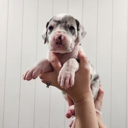 Blue Harlequin girl - Blue and white female Great Dane puppy in Longview, Texas from Lazy A Danes