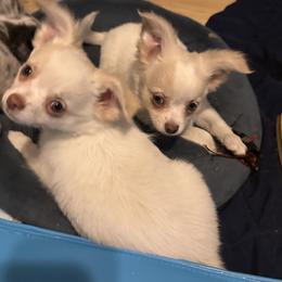 Simon - Cream and white male Chihuahua puppy in Northboro, Iowa from So Sweet Chihuahuas