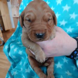 Blue - Dark golden male Golden Retriever puppy in Lanesboro, Minnesota from Eagle Ridge Golden Retrievers